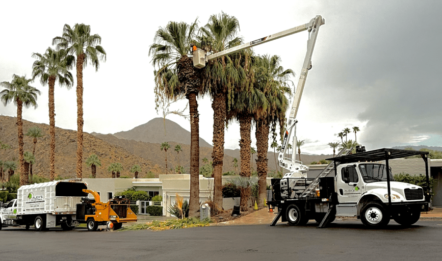 Tree Trimming