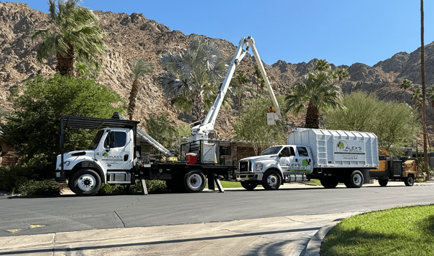 Tree Removal
